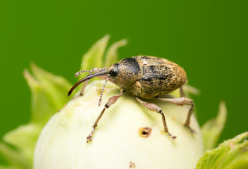 Nut weevil, Curculio nucum on hazelnut