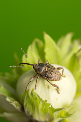 Nut weevil, Curculio nucum on hazelnut
