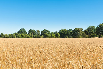 Getreidefeld im Sommer unter wolkenlos blauem Himmel, Landwirtschaft, Nahrungsmittelproduktion, Getreideanbau, Sommerlandschaft