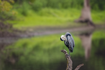 Blue Heron