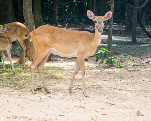 Red deer on the run in the wild