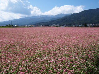 Obraz premium 赤いそばの花