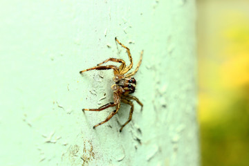 spider04
