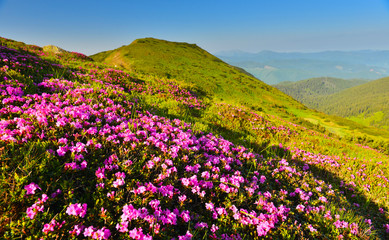 Fototapeta premium Rhododendron