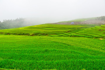 Fototapeta na wymiar Rice field with fog at Sapa in Vietnam