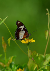 Butterflies and Flowers