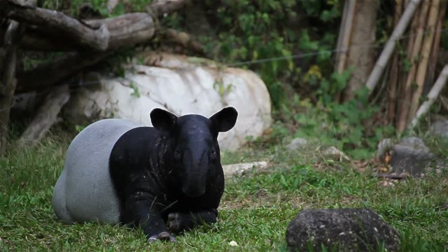 Malayan Tapir or Tapirus Indicus, lay down or sleeping for resting on green grass, in HD