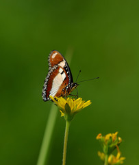 Butterflies and Flowers