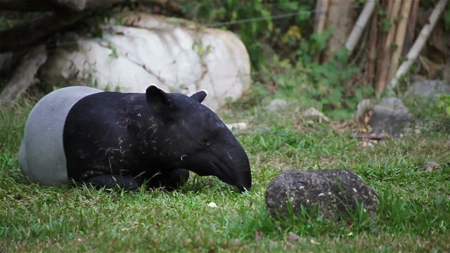 Malayan Tapir or Tapirus Indicus, lay down or sleeping for resting on green grass, in HD
