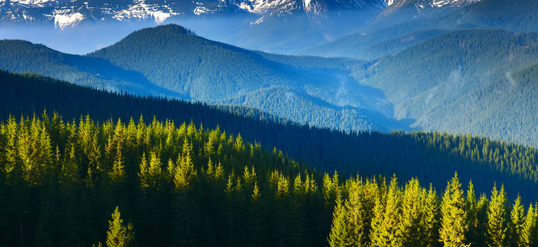 Fototapeta Forest