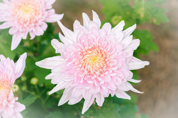 Fototapeta premium White chrysanthemum flower