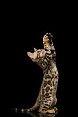 Little Bengal Kitty Standing on hind legs and Playful Raising up Paws, Isolated Black Background, Side view