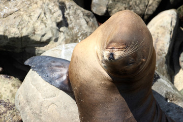 A Harbor Seal sunbathing on the cliff of the Pacific Ocean. La Jolla, San Diego, California, USA