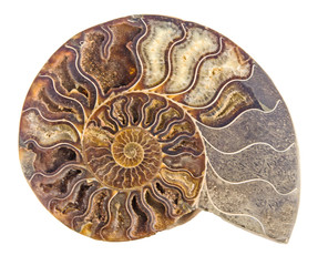 Close up of Ammonite fossil