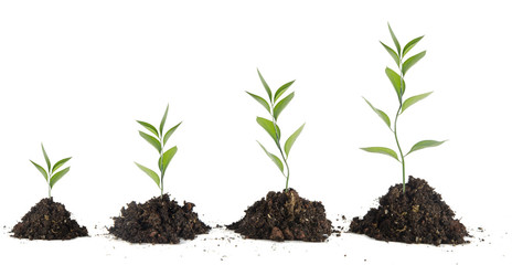 Four saplings on white background