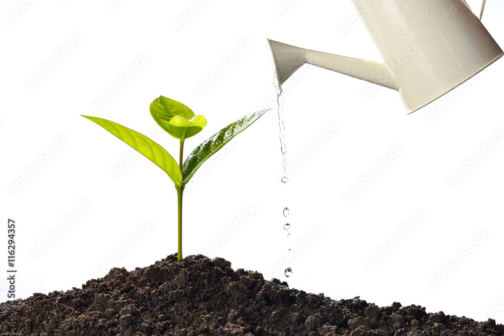 Poster Sprout watered from a watering can isolated on white background