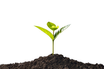 Green sprout growing out from soil isolated on white background