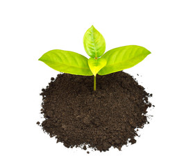Green sprout growing out from soil isolated on white background