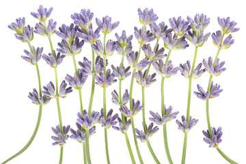 Lavender plant blossom