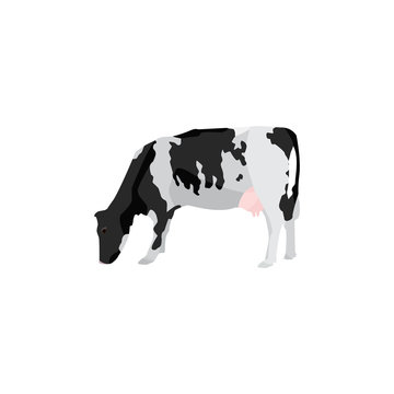 Black spotted cow. Holstein cow vector