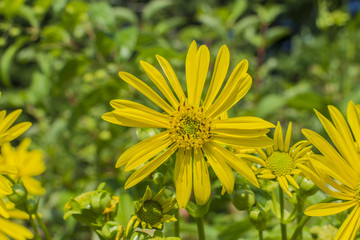 Closeup of a blooming yellow Cup Plant Flower.  