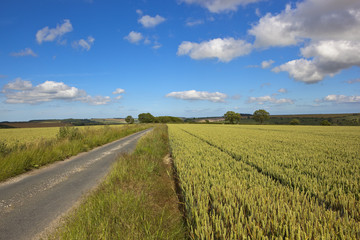 Fototapeta na wymiar rural road with wheat field
