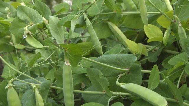 Growing green peas in the shell. 3 Shots. Horizontal pan. Close-up.