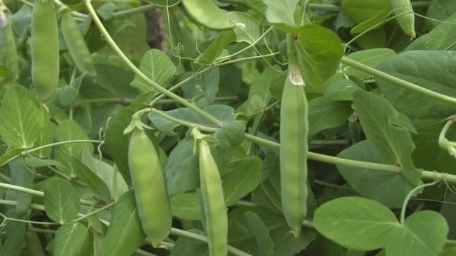 Growing green peas in the shell. 2 Shots. Close-up.

The smooth movement of the camera ( along the diagonal ) along the bush which grows peas.