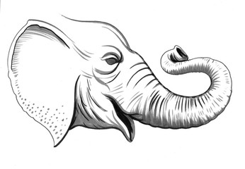 Elephant Sketch