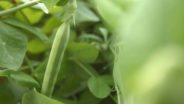 Growing green peas in the shell. 3 Shots. Close-up.Growing green peas in the shell close up. Focus in, focus out.