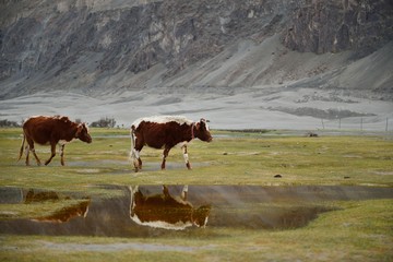 Cows refection