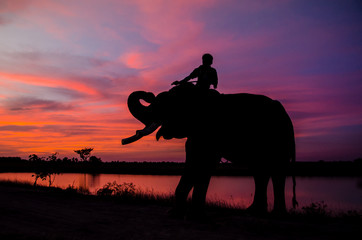 Mahout riding an elephant on the sunset with the vibrant sky.