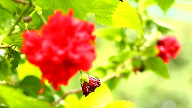 shoeflower in Thailand
