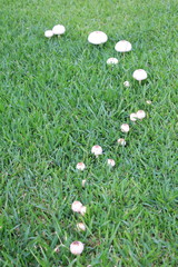 A line of mushrooms growing in grass 2