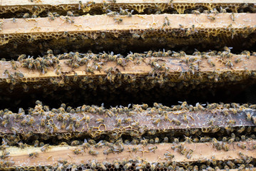 hardworking bees on honeycomb