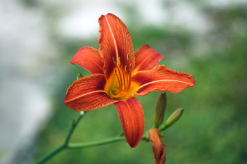 Opened a bright orange daylily flower