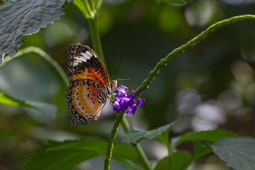 Exotischer Schmetterling