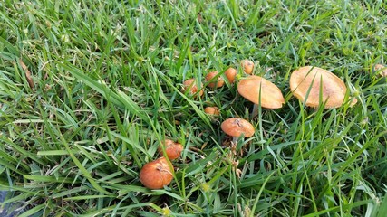 Wild Orange Mushrooms growing in Grass