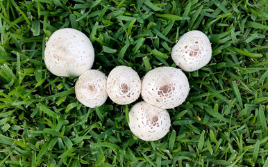 Mushrooms growing in Grass