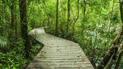 Obraz premium Tropical rainforest in asia with wood walk way, Krabi, Thailand.