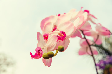 Fototapeta na wymiar beautiful orchid flowers