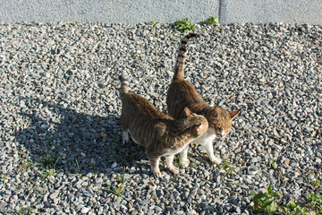 cats play in outdoor