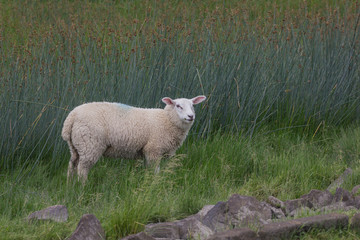 Obraz premium Deichschaf auf Salzwiese an der Elbe