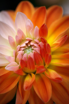 Closeup of a Beautiful Dahlia Flower - Warm Autumn Colorspace