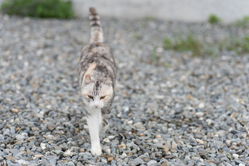 cat walk