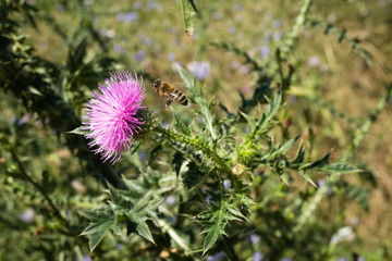 Burdock