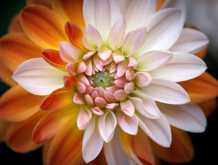 Closeup of a Beautiful Dahlia Flower - Warm Autumn Colorspace