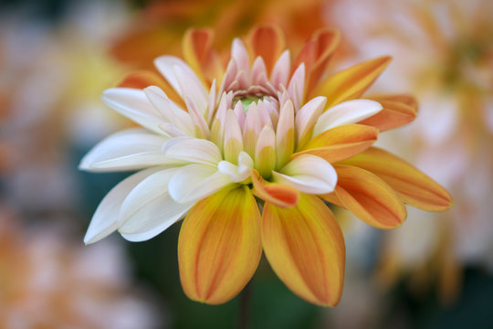 Beautiful Dahlia Flower - in Soft Focus - Blurred Background - Warm Autumn Colorspace