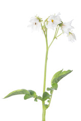 blossoming isolated white potato plant