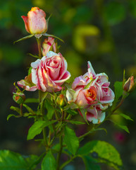 roses. Red roses. close up on red roses. Red Rose on the Branch